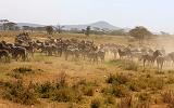 TANZANIA - Serengeti National Park - 052